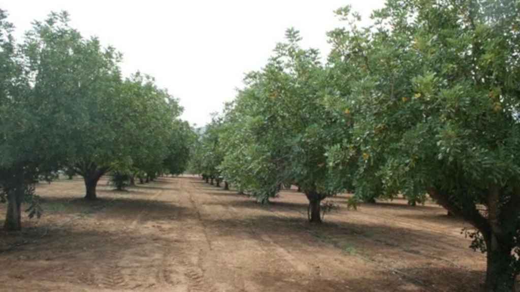 Un campo de algarrobas / EP