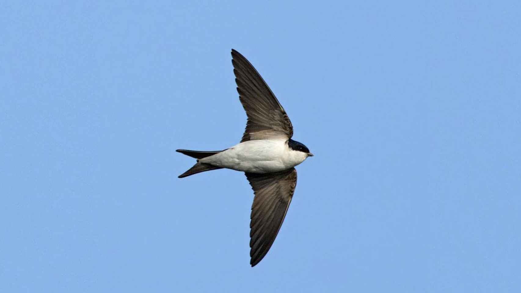 Golondrina de cola blanca / MOSSOS