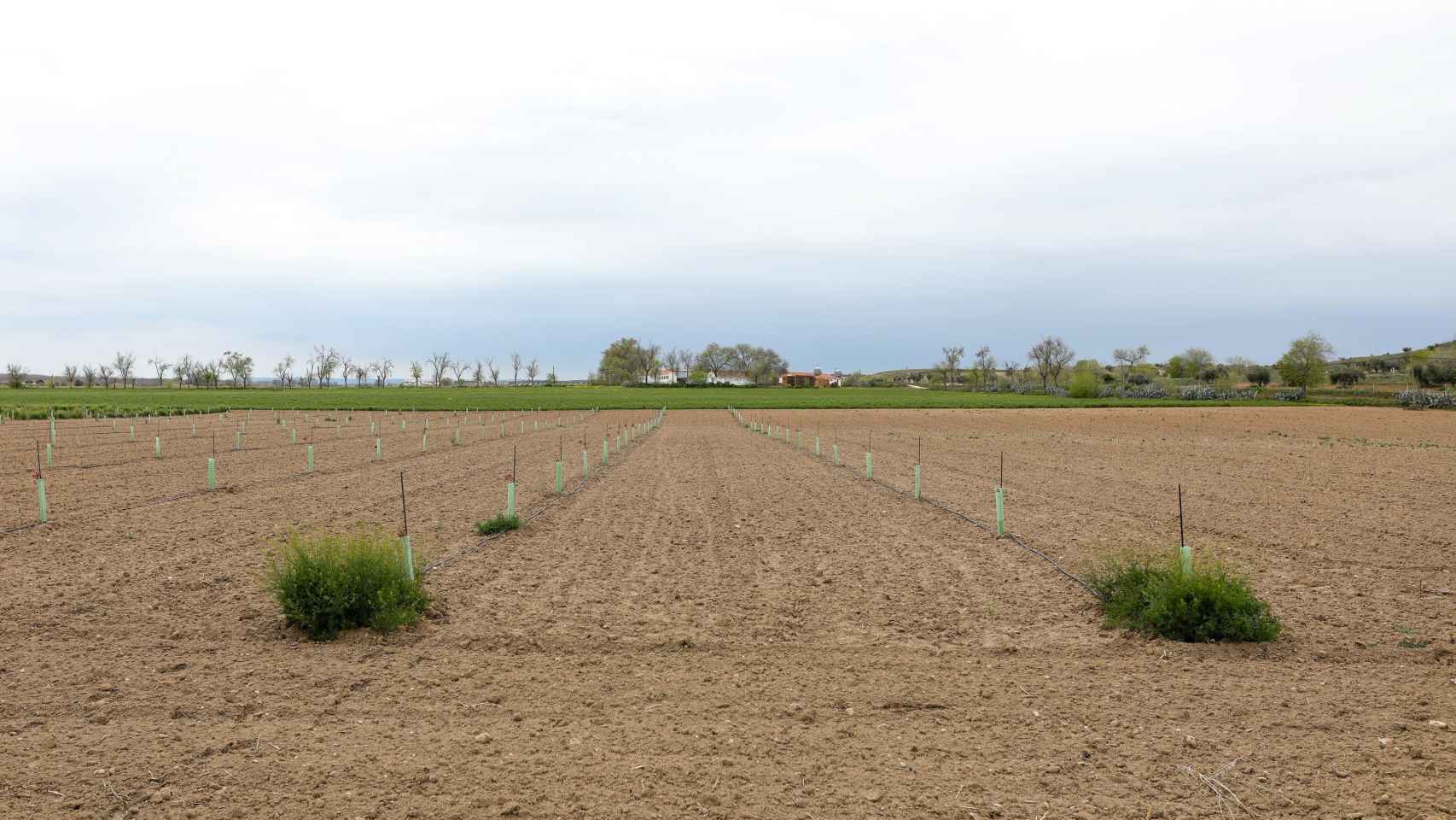 Campo con cultivos en el Instituto Madrileño de Investigación y Desarrollo Rural, Agrario y Alimentario (IMIDRA) / EP