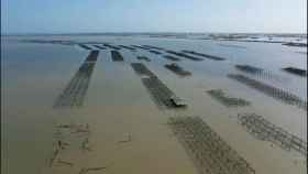 Los arrozales del Delta del Ebro, víctimas del temporal Gloria / EFE