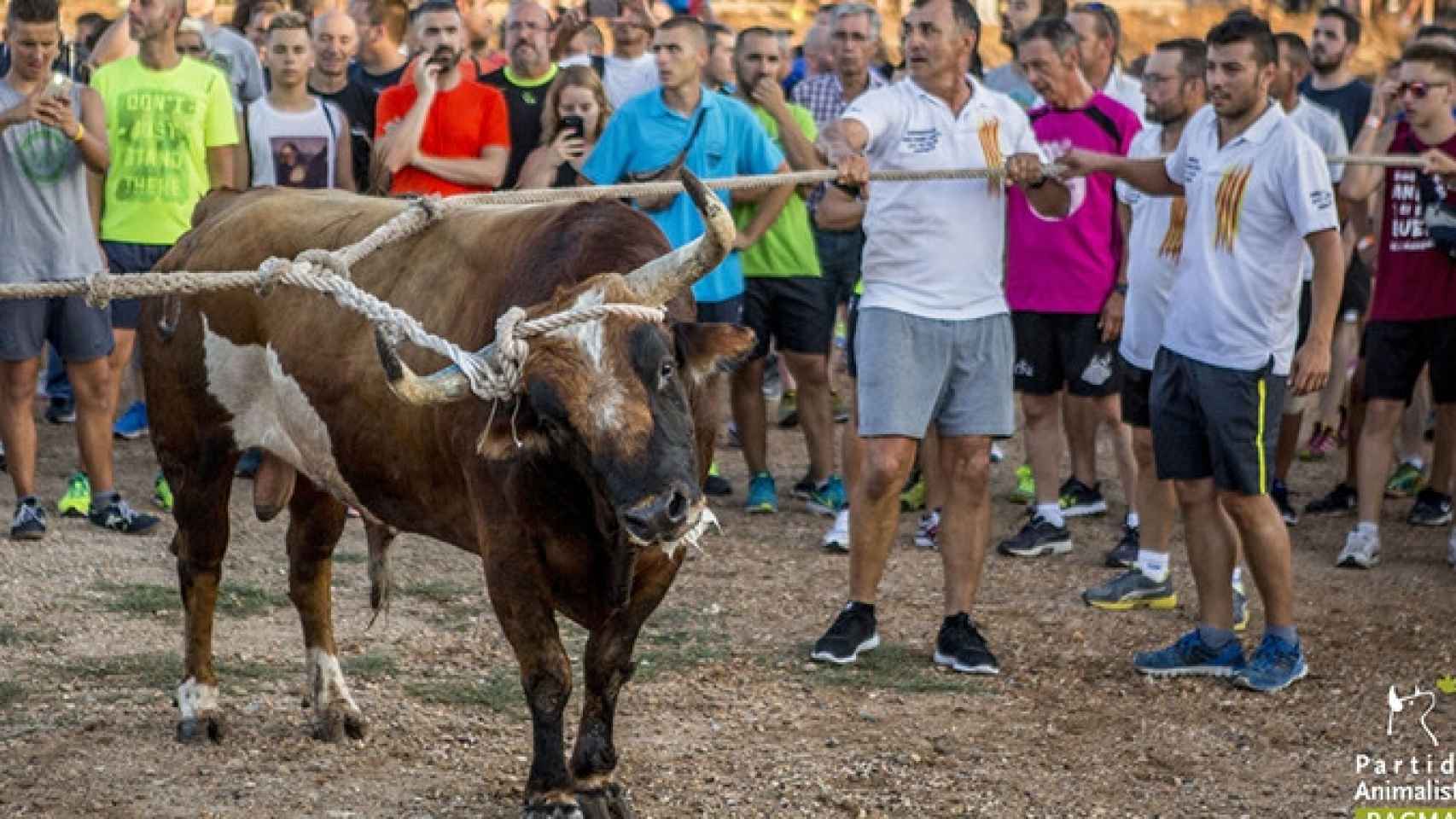 Los toros ensogados o correbous tienen un gran arraigo en las tierras del Ebro / PACMA