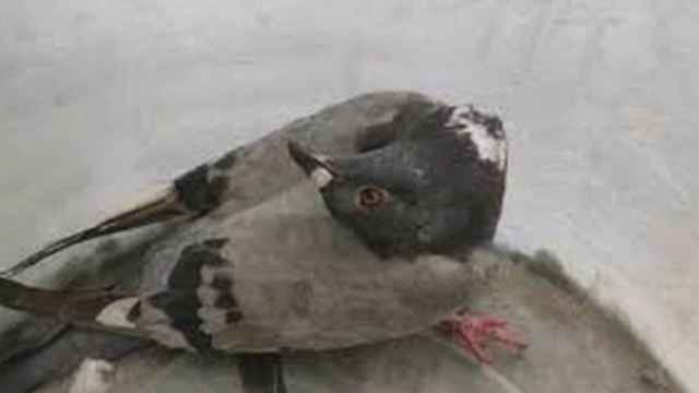 El paramixovirus de las palomas / REDES