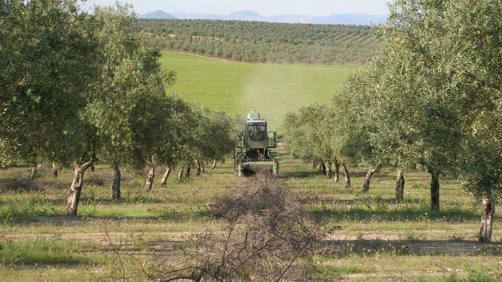 Campo de aceitunas de Jaén / EP