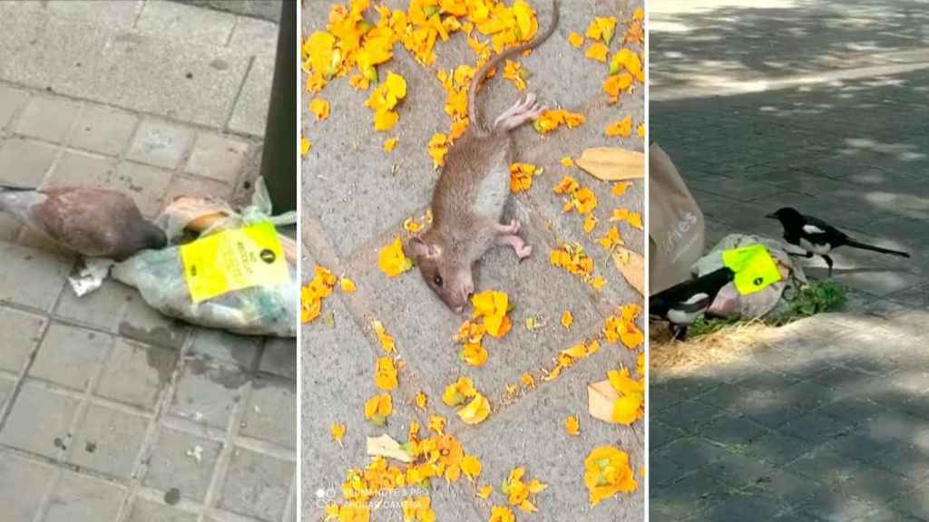 Imágenes de animales ante basuras en Sant Andreu, donde se ha implantado el puerta a puerta / TWITTER