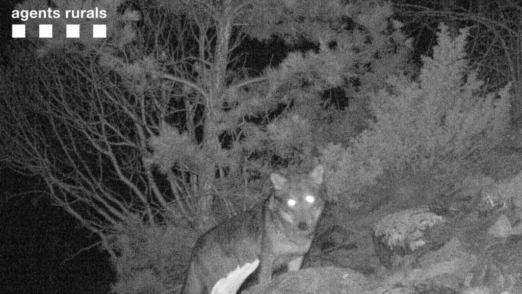 Fotografía del lobo tomada este mes de febrero en la comarca de la Alta Ribagorça / AGENTS RURALS