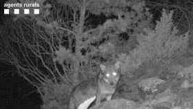 Fotografía del lobo tomada este mes de febrero en la comarca de la Alta Ribagorça / AGENTS RURALS