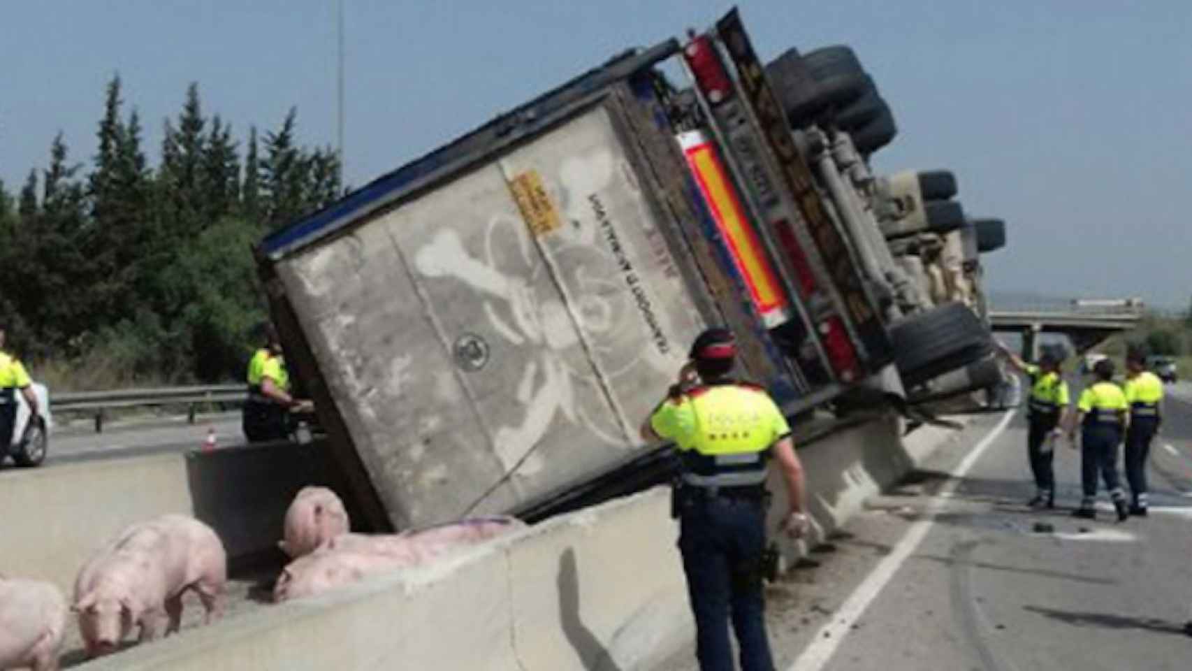 Una foto del camión que transportada cerdos volcado / Twitter Bombers