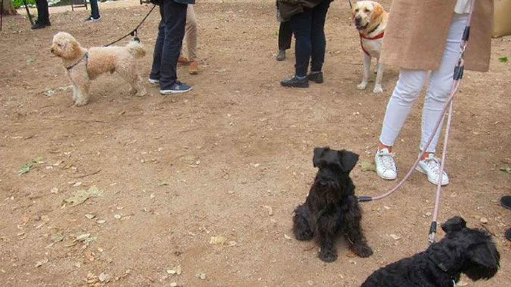 Un área para perros en BCN, una de las inversiones que prevé el gobierno de Ada Colau en 2018 / EP