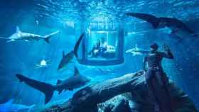 Airbnb sortea una experiencia para dormir entre tiburones una noche.