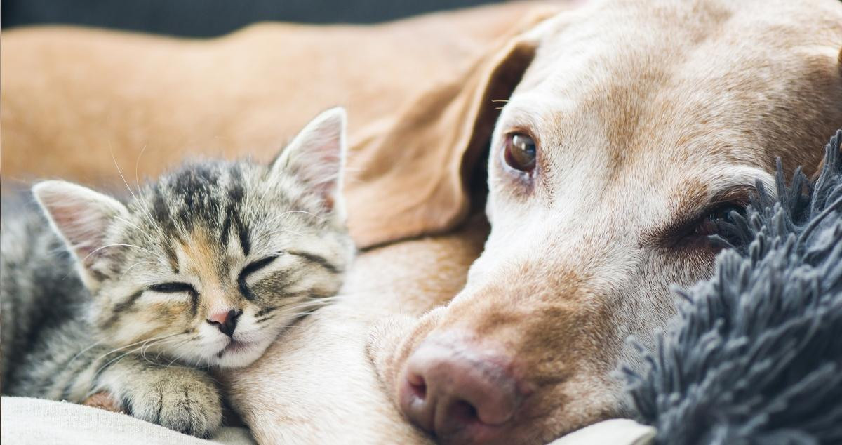 Un gato y un perro acurrucados juntos  / SANTALUCIA