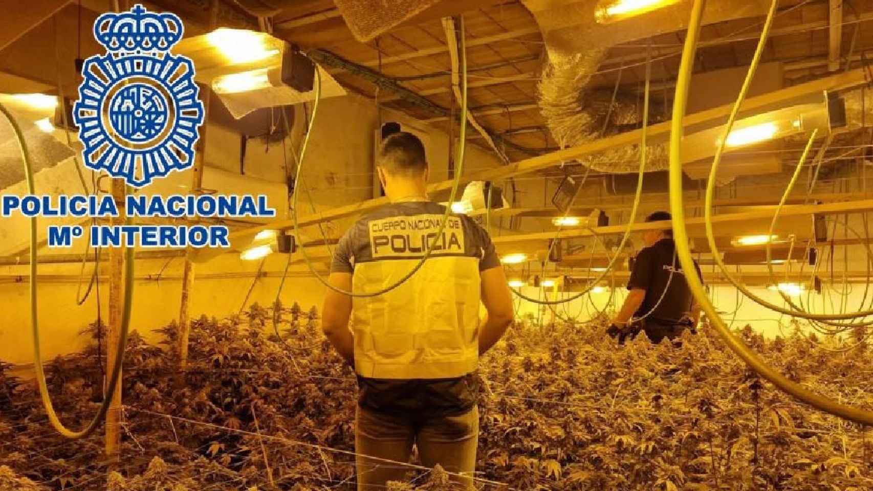 Agentes de la Policía Nacional desmantelan una plantación de marihuana / CNP