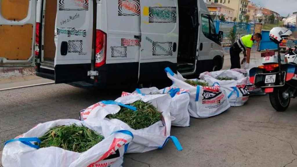 Marihuana intervenida por los mossos en Santa Coloma de Farners / EUROPA PRESS