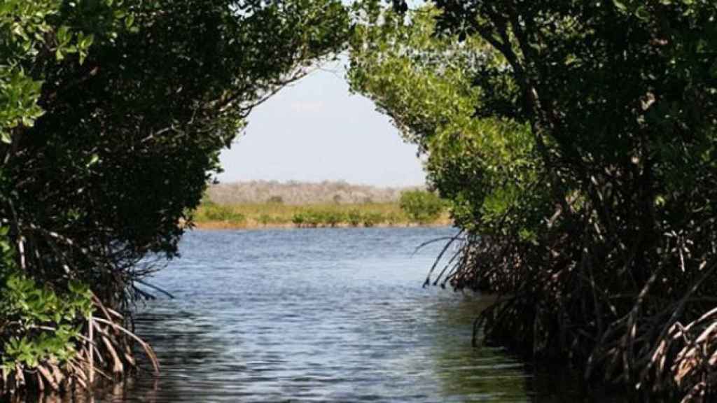 Imagen de archivo de un pantano / CG