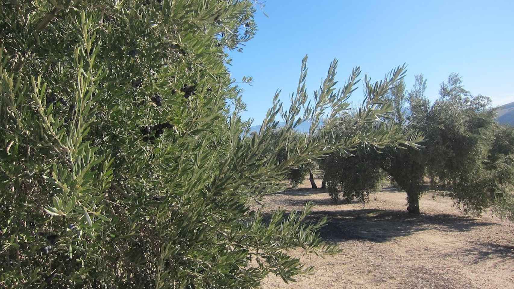 Campo de olivos para aceite, uno de los productos más afectados por los aranceles de Estados Unidos / EP