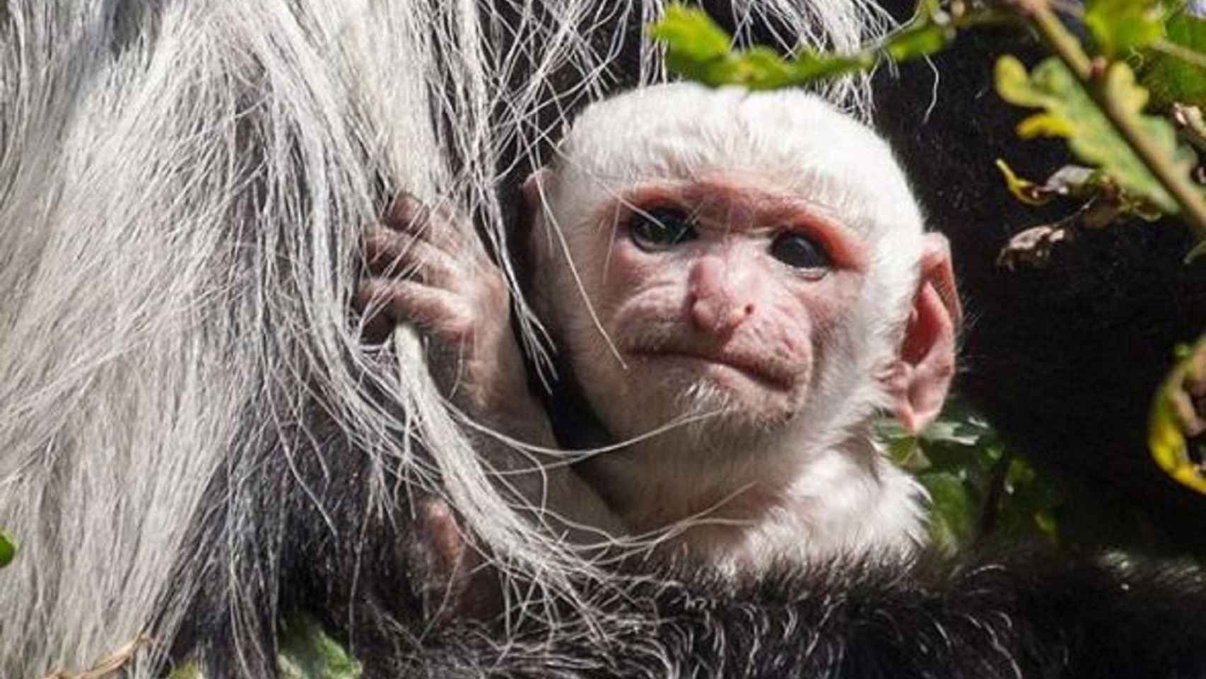 El nuevo Copito de Nieve: nace un mono albino en el zoológico de Praga