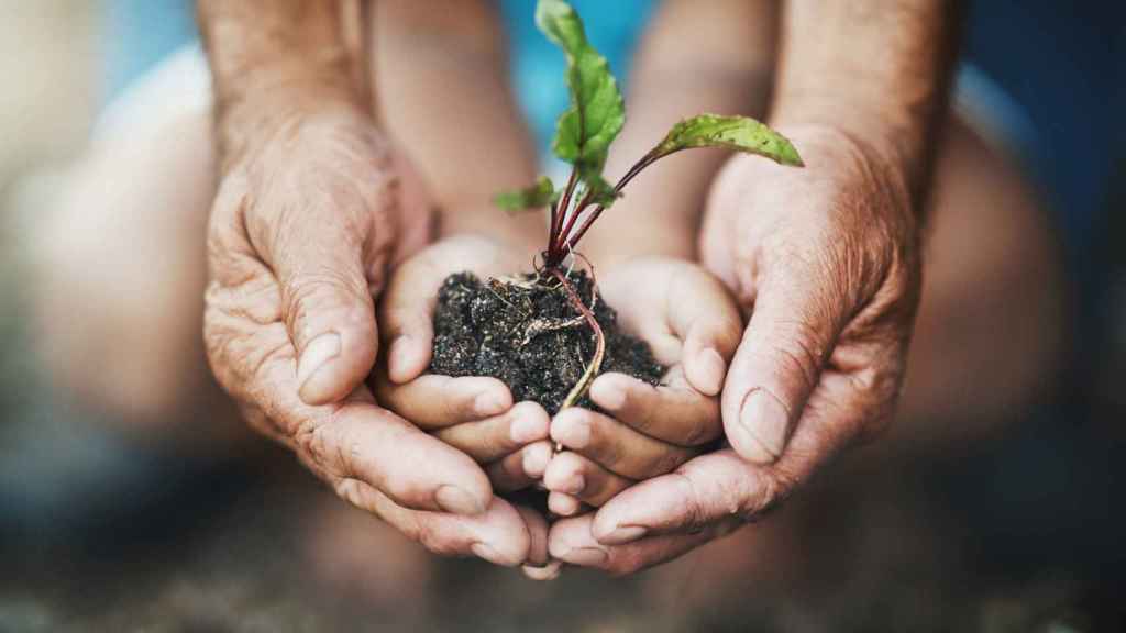 Unas manos sostienen un esqueje de una planta: los hospitales cuida el planeta