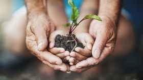 Unas manos sostienen un esqueje de una planta: los hospitales cuida el planeta