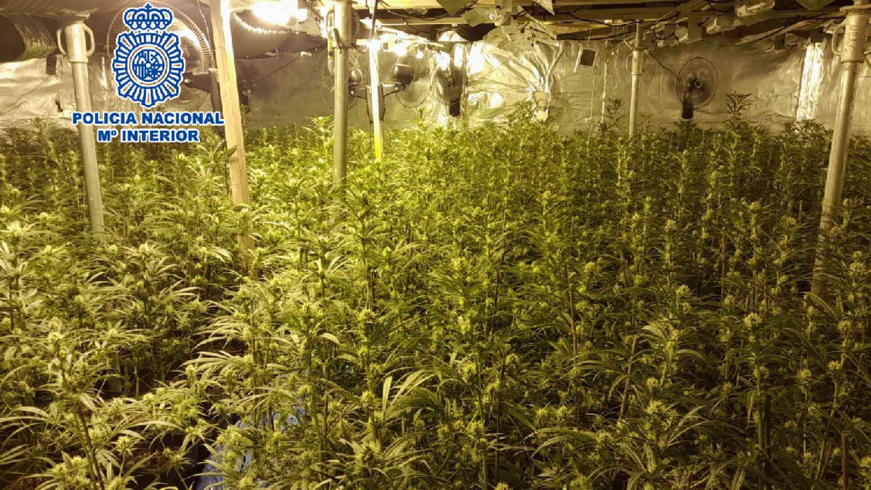 Plantación hidropónica de marihuana desmantelada en Lloret de Mar / POLICÍA NACIONAL