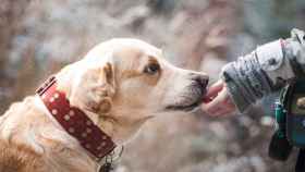 Perro siendo recompensado por su dueño tras una clase de adiestramiento / PIXABAY