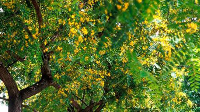 Imagen de uno de los árboles de Barcelona / AJUNTAMENT DE BARCELONA