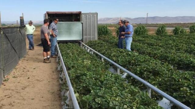 Robots de cosecha y un grupo de agricultores en un campo de fresas en EEUU / PROGRESSIVE GROCER