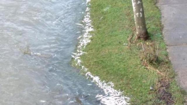 Los peces muertos en la orilla del río Deba