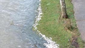 Los peces muertos en la orilla del río Deba