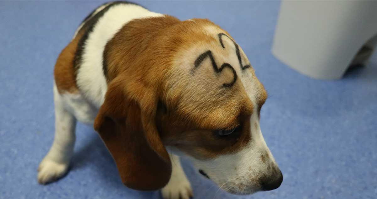 Un beagle utilizado por Vivotecnia para experimentación / CRUELTY FREE INTERNATIONAL