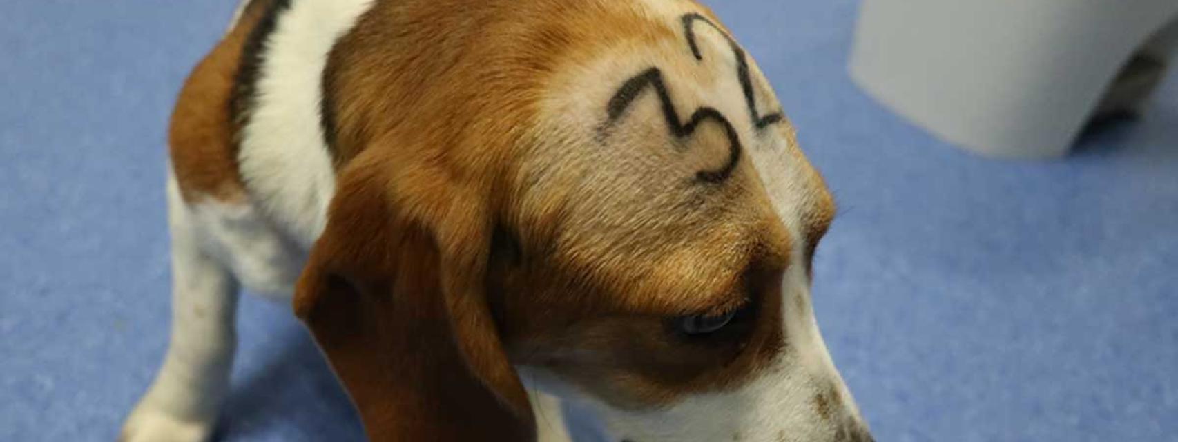son los perros utilizados en la experimentación con animales