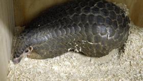 Un pangolín malayo en cautividad / EFE