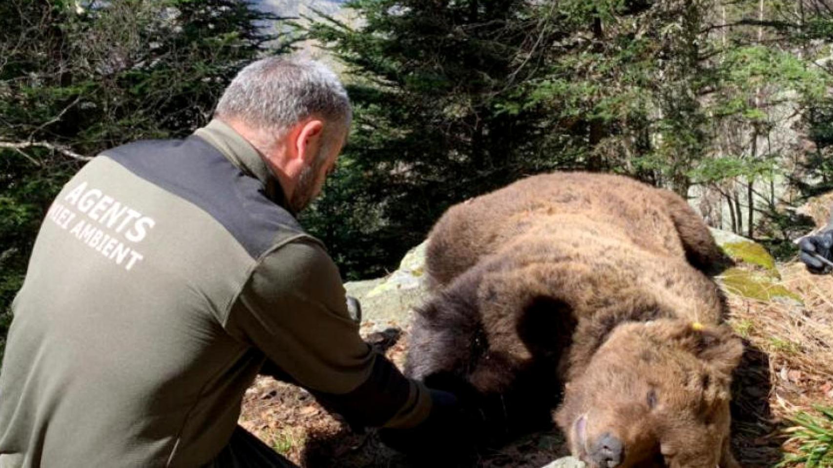 Agentes rurales del Consejo General de Arán ante los restos mortales del oso Cachou, envenenado con anticongelante / CGA