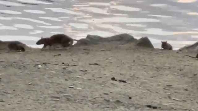 Plaga de ratas en el lago de Puigcerdà (Girona)