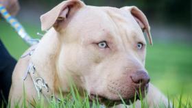 Un perro de raza pitbull en una imagen de archivo / GUSTAVO SANTANA - PEXELS