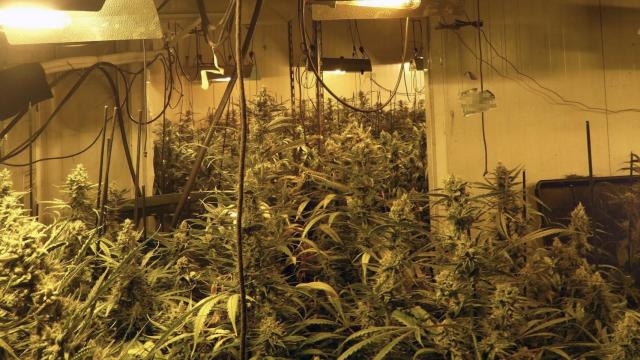 Una de las plantaciones de marihuana desmanteladas en Cataluña / MOSSOS