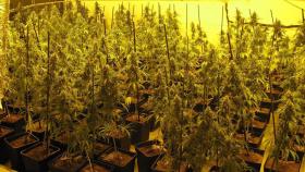 Una plantación de marihuana / CG