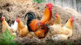 Imagen de una gallinas ponedoras, sector controlado por Dagu y Ous Roig tras su fusión en España / PIXABEY