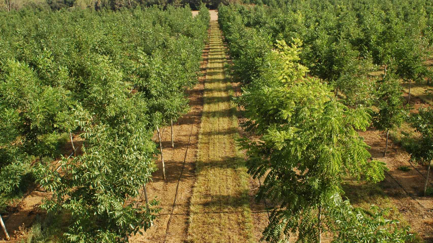 Plantación de Bosques Naturales en Girona / CG