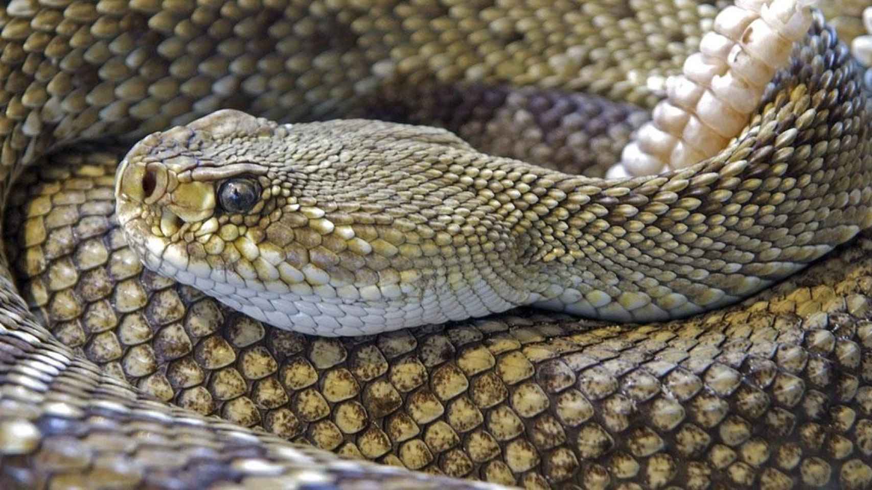 Una serpiente venenosa, como la utilizada para matar a una mujer / PIXABAY