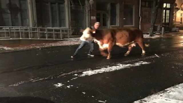 La vaca en una de las calles de la ciudad tras escaparse