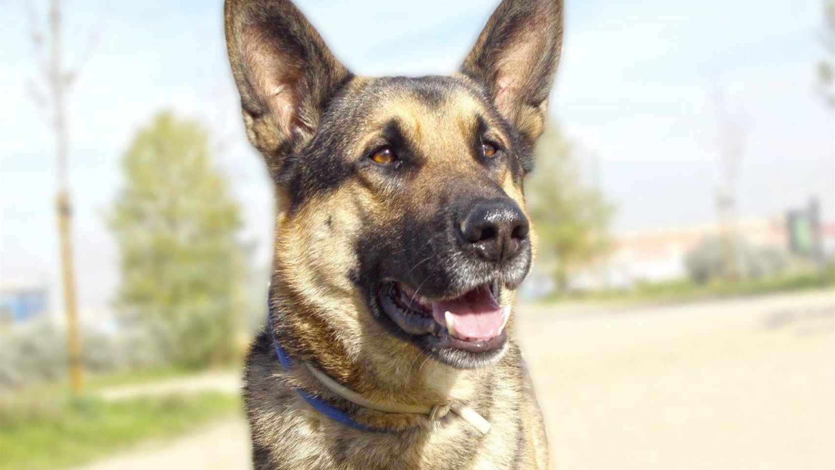 Un perro pastor alemán / EP