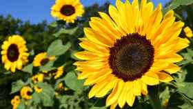 Imagen de stock de unos girasoles / PIXABAY