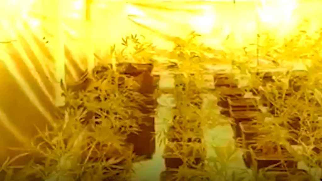 Una plantación de marihuana como las que registran en varias provincias de Cataluña / MOSSOS