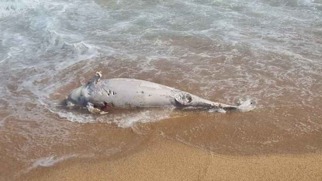 Imagen del delfín que apareció muerto en la playa de Blanes / AYUNTAMIENTO DE BLANES