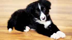 Cachorro de Border Collie