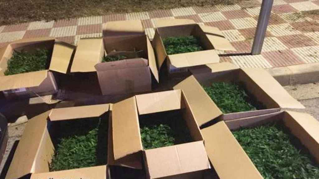 Cajas con marihuana intervenidas en Cataluña / MOSSOS