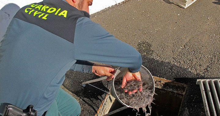 Más de tes cientos quilos de angulas vivas interceptadas por la Guardia Civil en el aeropuerto de Barajas / EFE