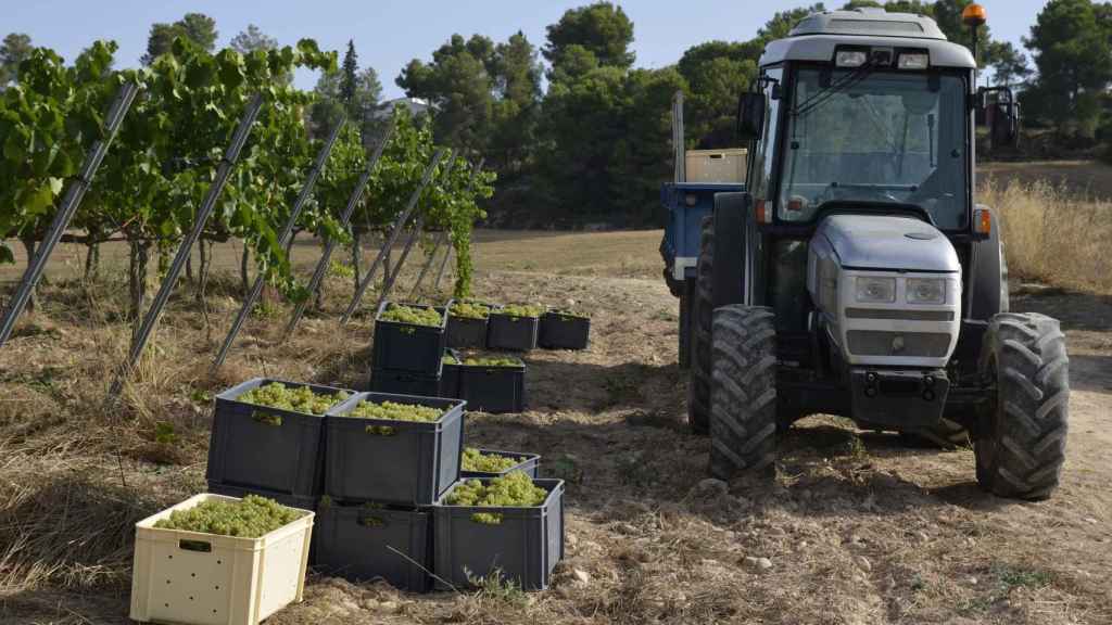 Momento de la vendimia en un campo de viñas catalán, en una imagen de archivo / JARC