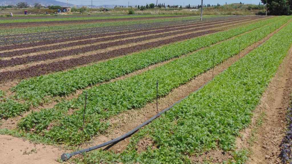 El Instituto Agrícola rechaza la ampliación de la Zona de Especial Protección para las Aves / EP