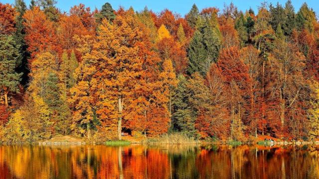 Imagen de uno de los bosques más bonitos de Cataluña / UNSPLASH