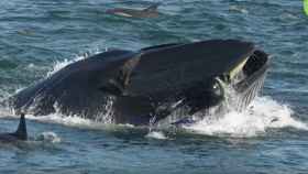 La ballena tragándose al buzo durante su inmersión